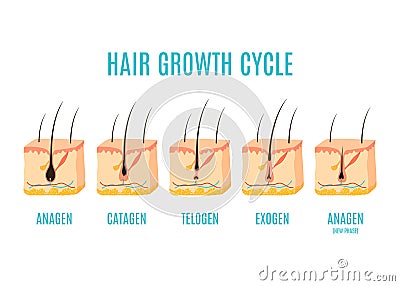 Hair growth phases in a cross section of skin layers Vector Illustration