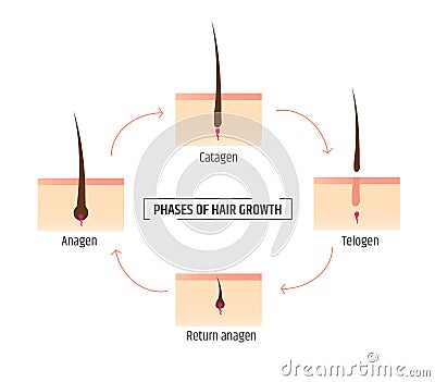 Hair growth phases. Infographics trichology and dermatology. Laser Hair Removal Vector Illustration