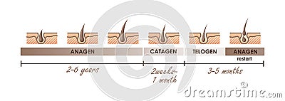 Hair growth phases. Normal hair cycle. Vector illustration Cartoon Illustration