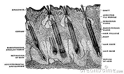 Hair of the Head in Longitudinal Section, vintage illustration Vector Illustration