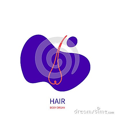 Hair integumentary system body organ outline icon Vector Illustration