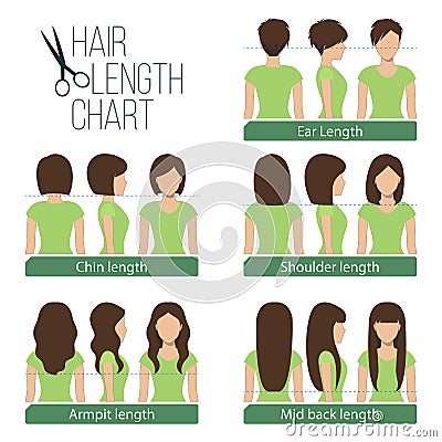 Hair length chart Vector Illustration