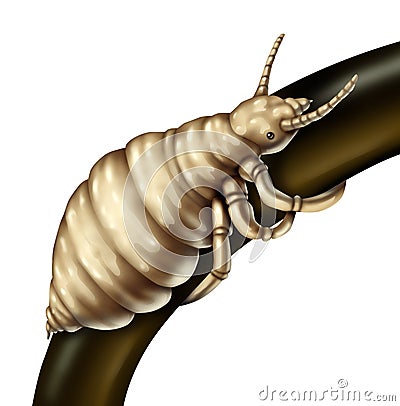 Hair Lice Louse Stock Photo