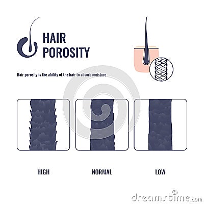 Hair porosity types chart of low, normal, high porous strand Cartoon Illustration