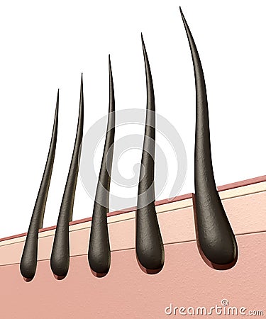 Hair Roots Cross Section Stock Photo