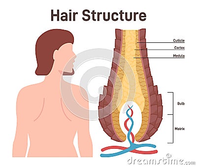 Hair structure. Cross section of the human hair with dermal papilla, Vector Illustration