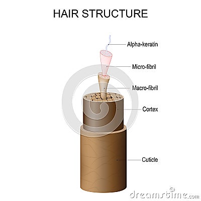 Hair structure from Cuticle and Cortex to Micro-fibril, Macro-fibril, and Alpha-keratin Vector Illustration