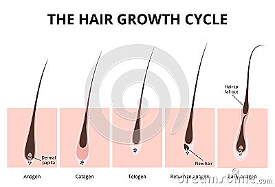 Hair structure Vector Illustration