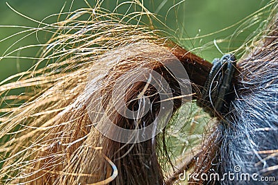 Hair tied with an elastic band. Stock Photo