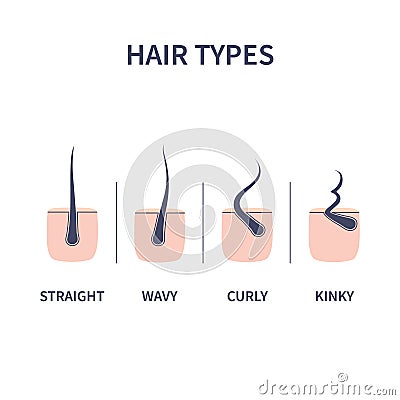 Hair types chart set of straigt, wavy, curly and kinky strands Vector Illustration