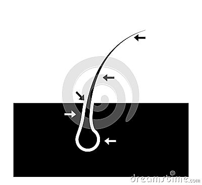 Hair vector from Root. Hair`s parts name Vector Illustration