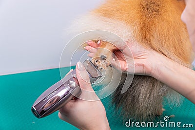 Haircut dogs fur on paws with a shearing machine close up Stock Photo