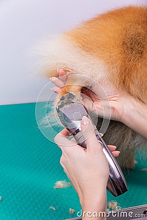 Haircut dogs fur on paws with a shearing machine close up Stock Photo