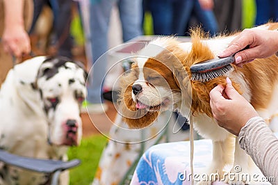 Haircut dogs professional master Stock Photo