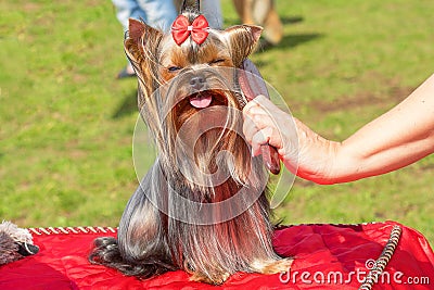 Haircut dogs professional master Stock Photo