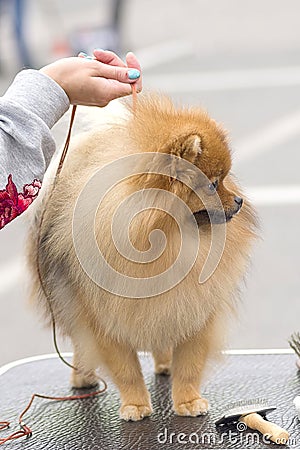 Haircut dogs professional master Stock Photo