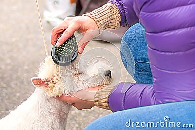 Haircut dogs professional master Stock Photo