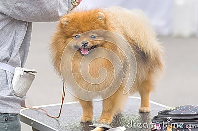 Haircut dogs professional master Stock Photo