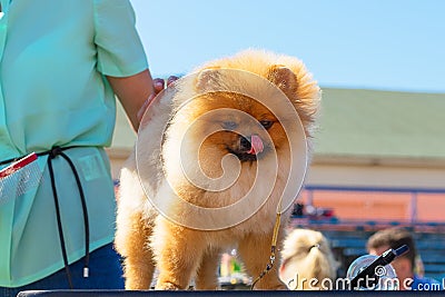 Haircut dogs professional master Stock Photo