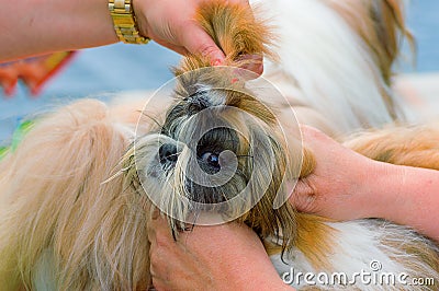 Haircut dogs professional master Stock Photo