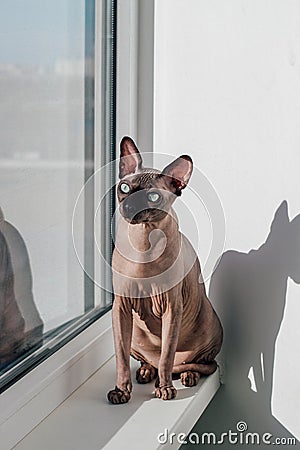 Hairless cat of the Canadian Sphynx breed sits on the windowsill in the sun Stock Photo