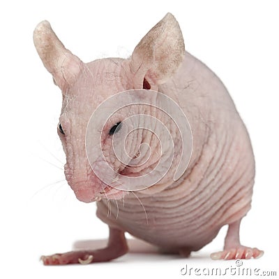 Hairless House mouse, Mus musculus Stock Photo