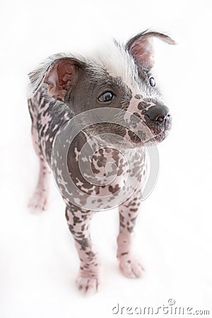Hairless mexican dog 3 Stock Photo