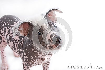 Hairless mexican dog 4 Stock Photo