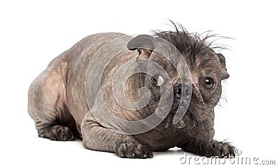 bulldog french chinese mix crested dog lying hairless breed mixed ugly guilty seems