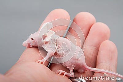 Hairless mouse Stock Photo
