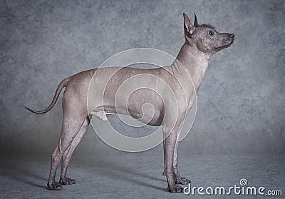 Hairless Xoloitzcuintle male dog against grey background Stock Photo