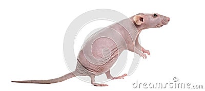 Hairlesss rat Stock Photo