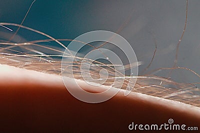 Hairs On arm Of Male Human Stock Photo