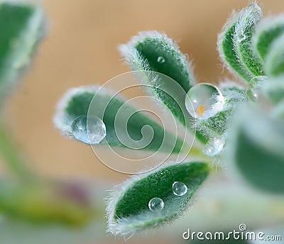 Hairs and drops Stock Photo