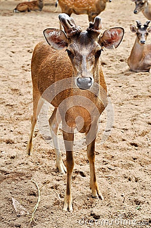 Rusa deer Stock Photo