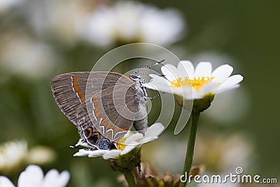 Hairstreak Butterfly Stock Photo
