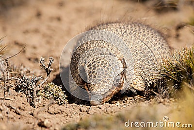 Hairy Armadillo Stock Photo