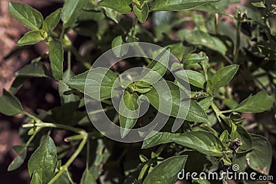 Hairy basil plant grow background. Lemon basil leaves. Vegetarian and natural concept. Top view nature background Stock Photo