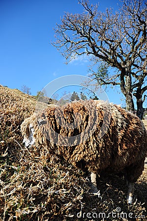 Hairy Brown Sheep Stock Photo