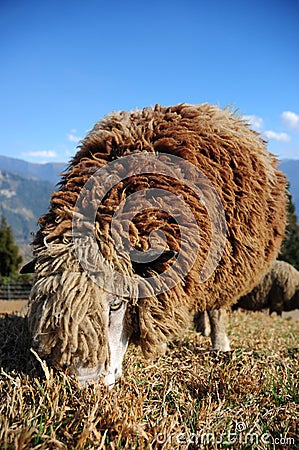 Hairy Brown Sheep Stock Photo