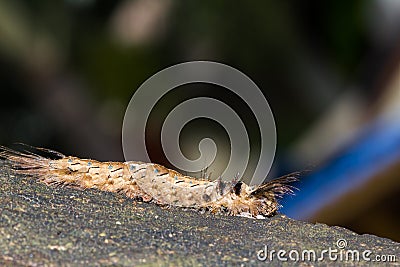 Hairy caterpillar Stock Photo