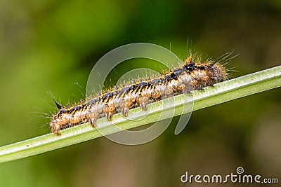 Hairy caterpillar of butterfly silkworm Stock Photo