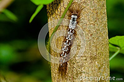 Hairy Caterpillar Climbing Stock Photo