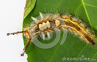 Hairy caterpillar Stock Photo