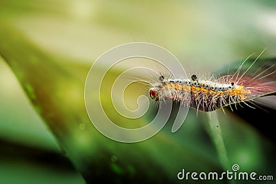 Hairy Caterpillar, Tussock Moth, Halysidota species,macro Stock Photo
