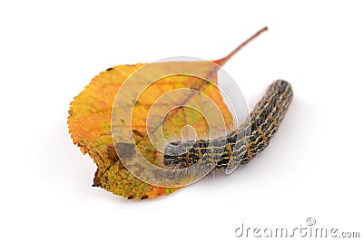 Hairy caterpillar worm on a leaf. isolated on white Stock Photo