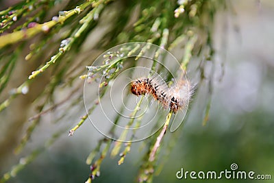 Hairy colorful caterpillar on broom branches Stock Photo