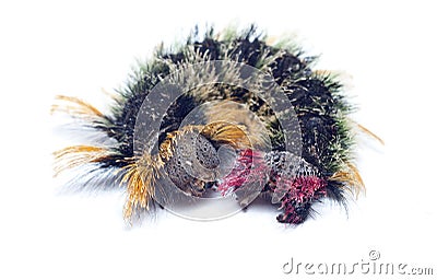 Hairy, colorful caterpillar Stock Photo