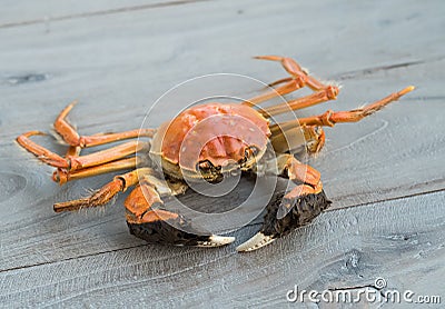 Hairy crabs, chinese cuisine Stock Photo