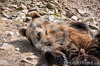Cute lying brown bear Stock Photo